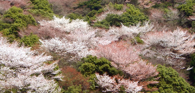 梅ヶ島の春　桜
